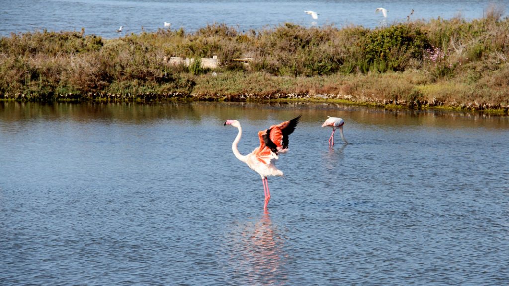 Isola San Pietro bei Sardinien - Flamingos - goodstuff AlpeAdria - © Gustav Schatzmayr