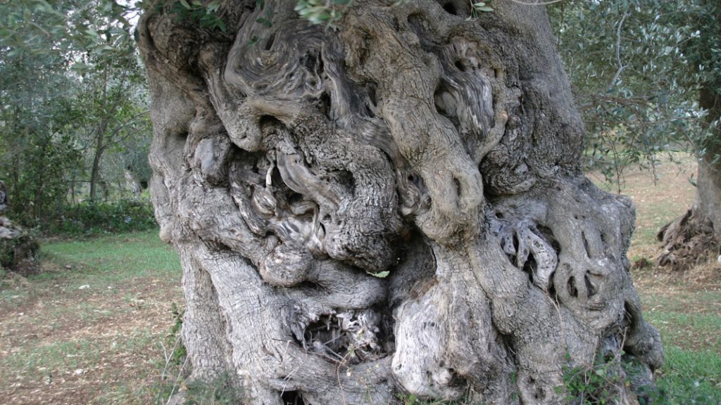 Olivenbaum in Venafro, Molise - goodstuff AlpeAdria