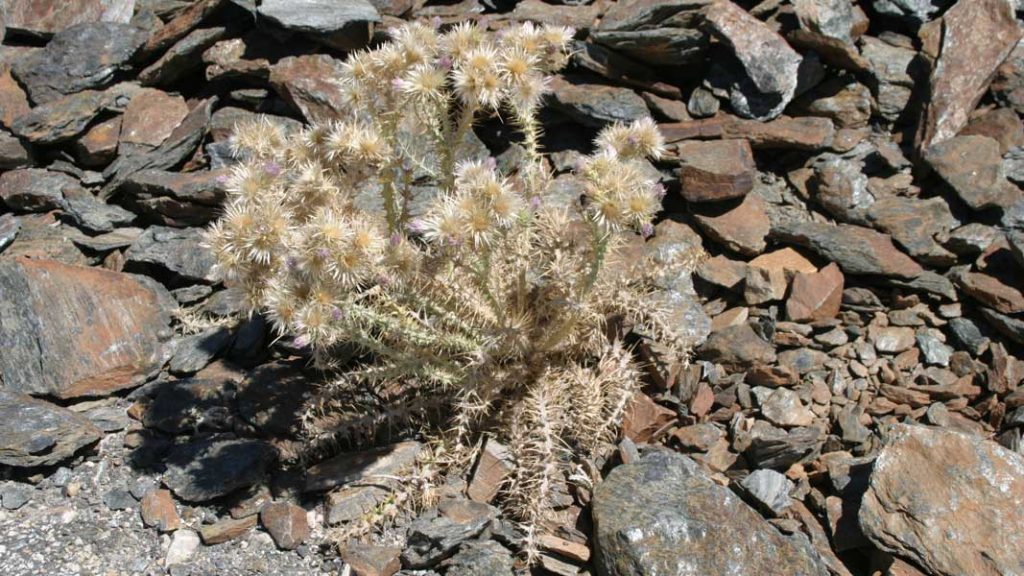 Disteln in der Sierra Nevada - goodstuff AlpeAdria