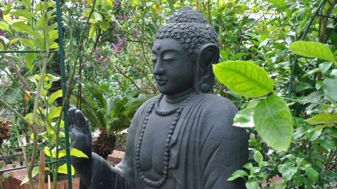 Buddha im Biozitrusgarten - goodstuff AlpeAdria