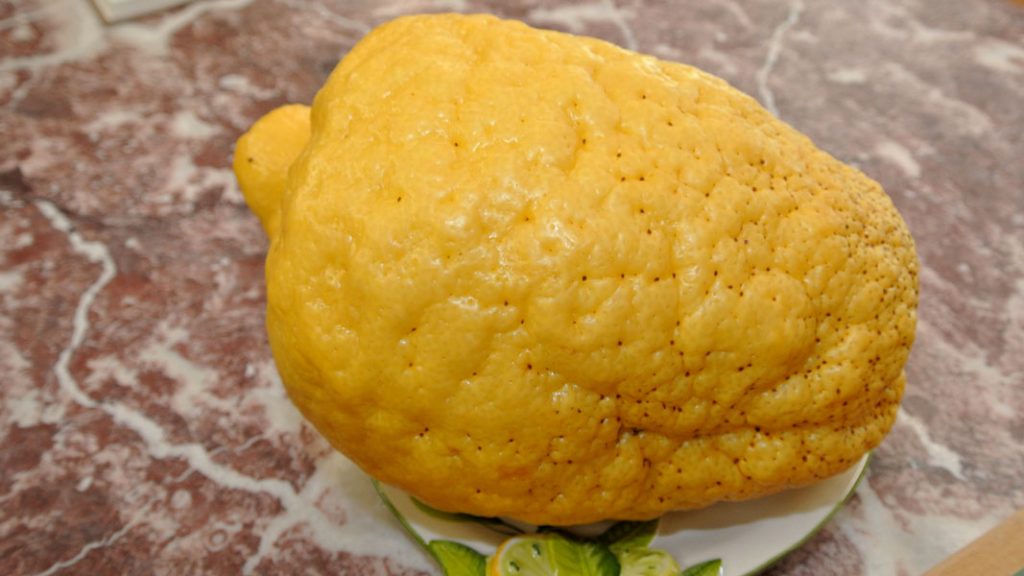 Zitrone ca. 3,5 kg - goodstuff AlpeAdria