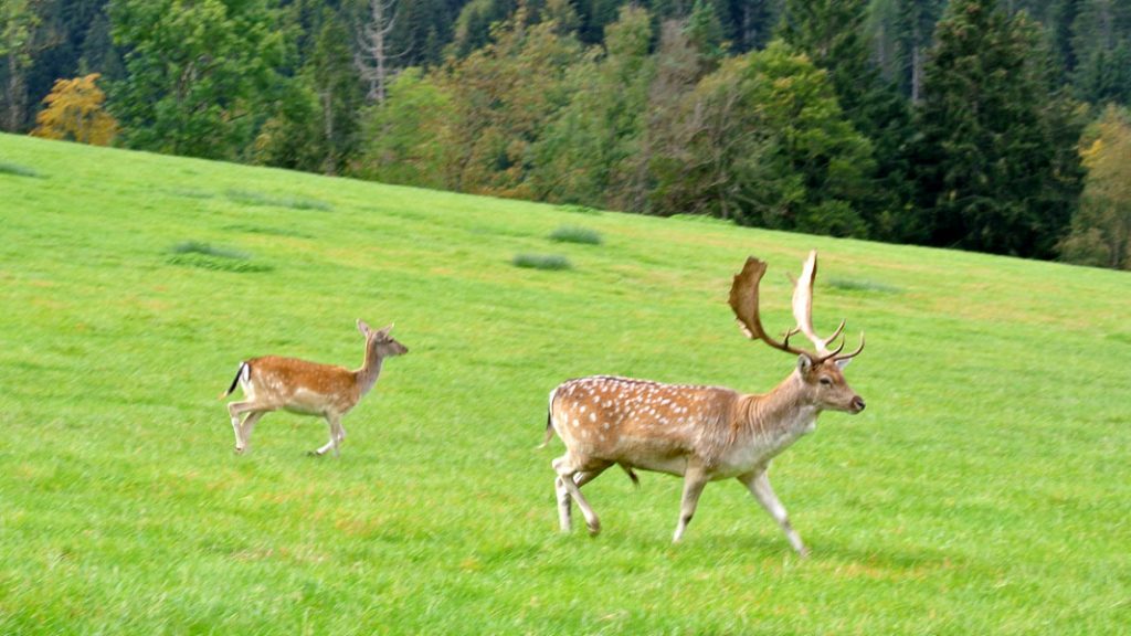 Damhirsch mit Begleitung - goodstuff AlpeAdria