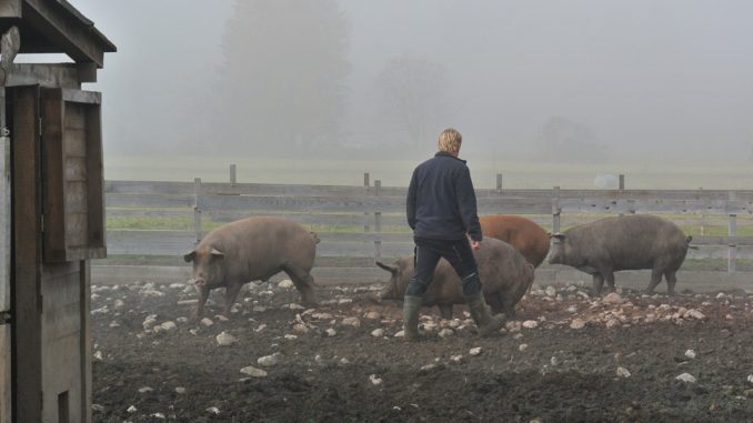 Im Schweinegarten von Stefan Schellander - goodstuff AlpeAdria