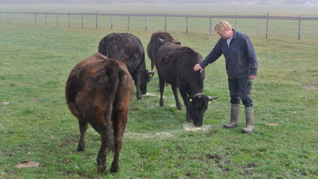 Wagyu Rinder im Gailtal, Kärnten - goodstuff AlpeAdria