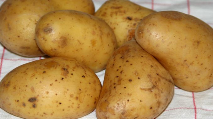 Kartoffeln für Kartoffelsalat - goodstuff AlpeAdria