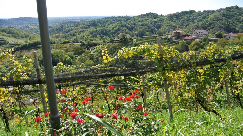 Blick in den Weingarten - goodstuff AlpeAdria