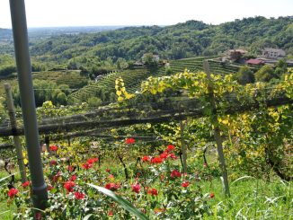 Blick in den Weingarten - goodstuff AlpeAdria