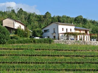 Weingut La Luna Storta in Cividale del Friuli, Italien - goodstuff AlpeAdria