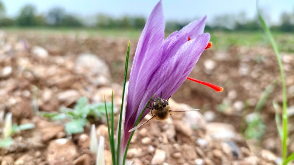 Crocus sativus - Safran © Walter Zamuner