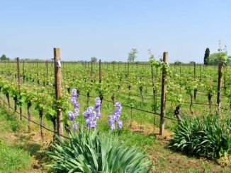 Frühling im Merlot-Weingarten - goodstuff AlpeAdria