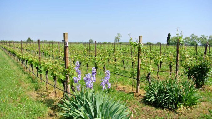 Frühling im Merlot-Weingarten - goodstuff AlpeAdria