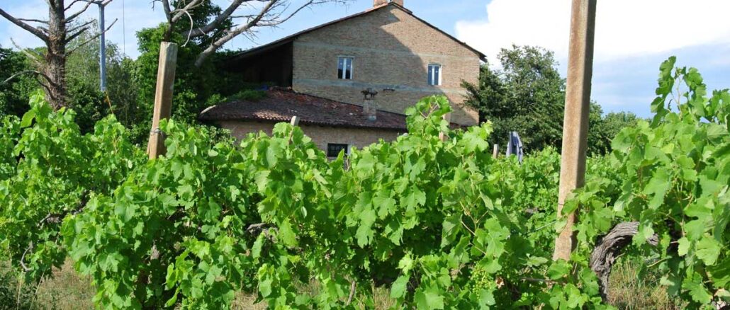 In Weingarten von Borgo Fornasir, Cervignano del Friuli - goodstuff AlpeAdria