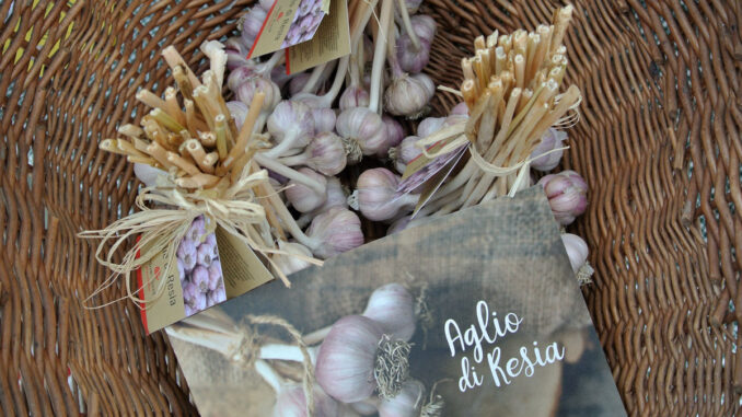 Knoblauch aus dem Resiatal - Aglio di Resia - goodstuff AlpeAdria