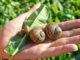 Helix aspersa - Gefleckte Weinbergschnecke - goodstuff AlpeAdria