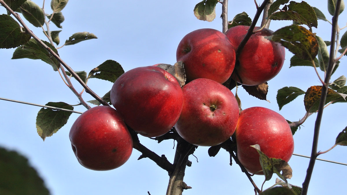 Äpfel aus Friaul - goodstuff AlpeAdria