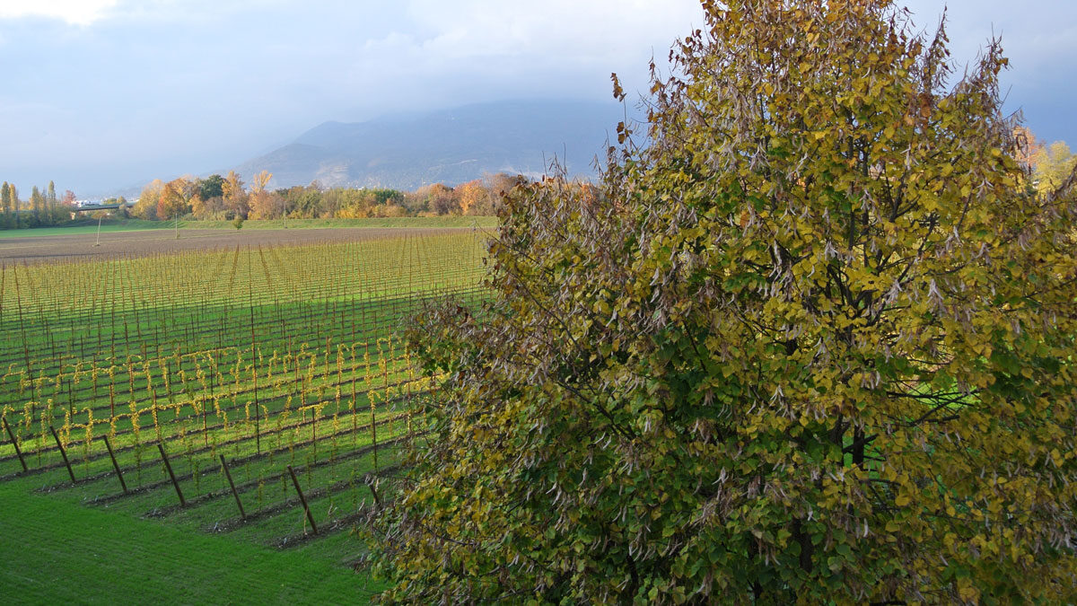 Blick in den Weingarten - goodstuff AlpeAdria
