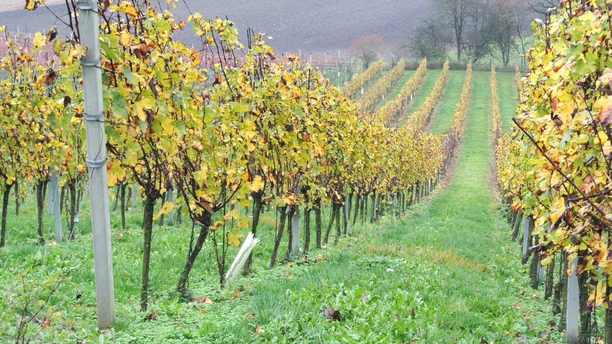 Lilienberg - Weingarten im Herbst - goodstuff AlpeAdria