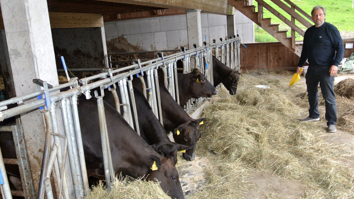 Wagyu-Rinder bei der Fütterung - goodstuff AlpeAdria