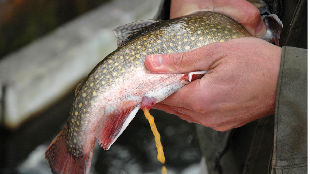 Saiblingskaviar - Ernte - © Sicher Fischrestaurant