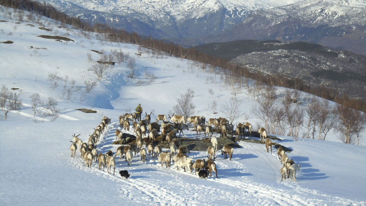 Rentiere - © Rune Nilsen - www.visitbodo.com