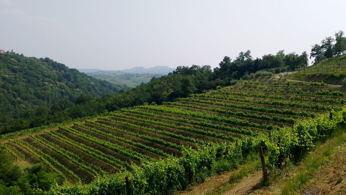 Weinberg in Scriò - goodstuff AlpeAdria