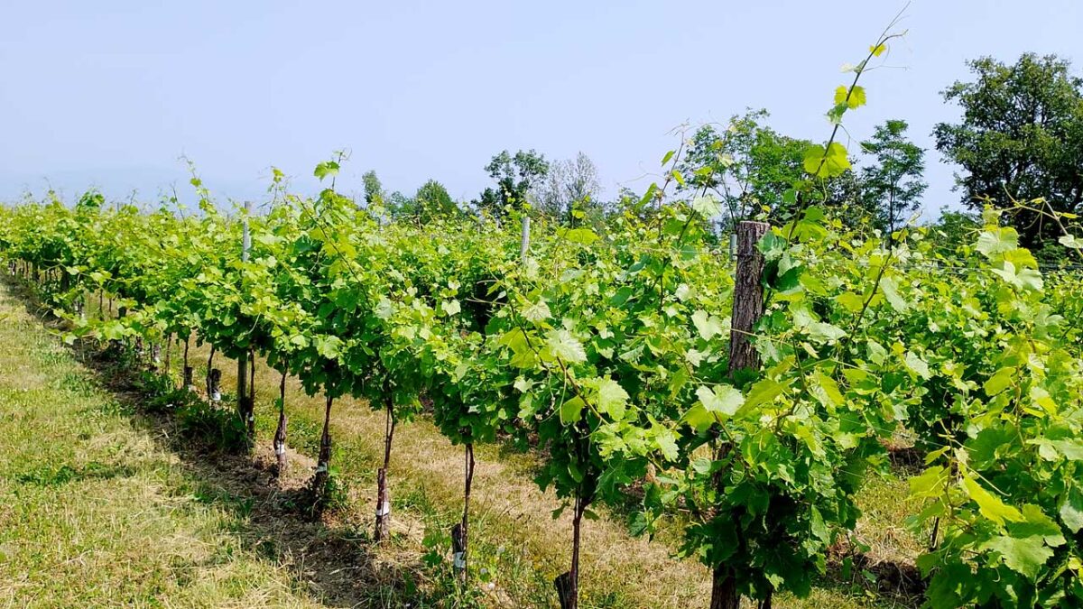 im Weingarten - goodstuff AlpeAdria