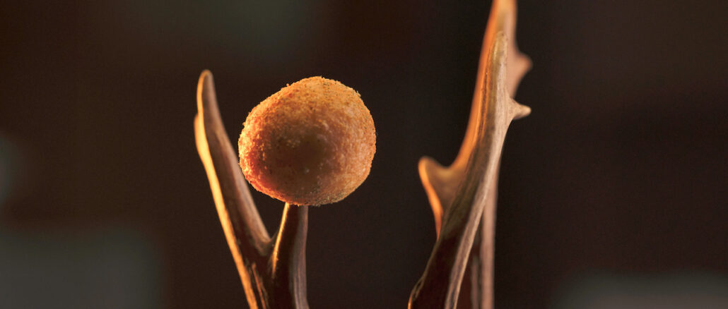 Gebackene Mäuse - © Suzan Gabrijan