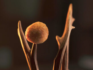 Gebackene Mäuse - © Suzan Gabrijan