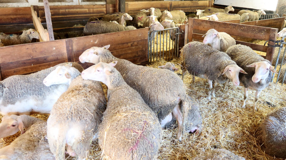 Milchschafe am Spitalerhof in Feffernitz, Kärnten - goodstuff AlpeAdria