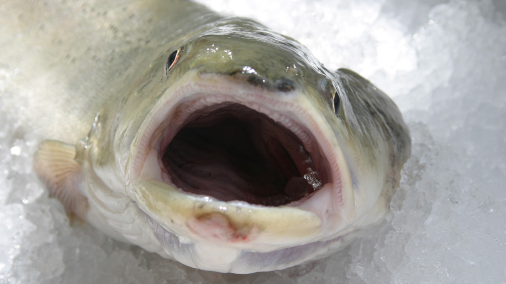 Fisch in der Stiftsschmiede - goodstuff AlpeAdria