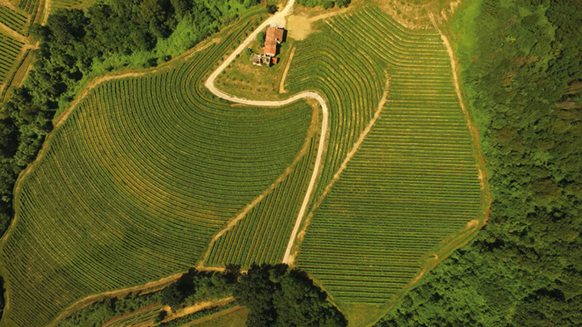 Der Weinberg - © Pitticco