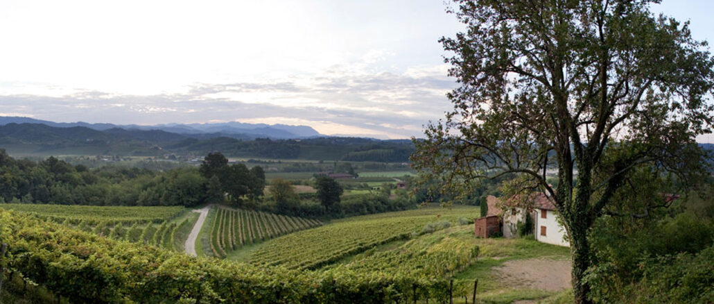 Weingut Sergio Pitticco - Der Weinberg - © Pitticco