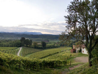 Weingut Sergio Pitticco - Der Weinberg - © Pitticco