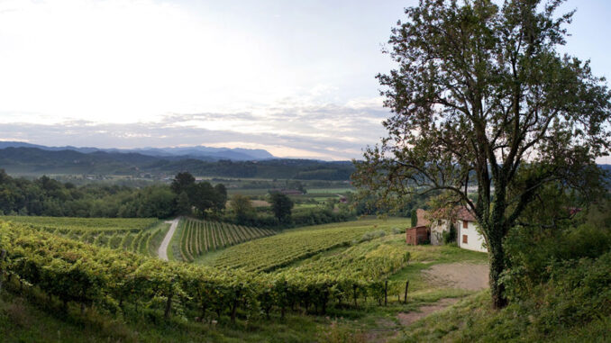 Weingut Sergio Pitticco - Der Weinberg - © Pitticco