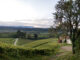 Weingut Sergio Pitticco - Der Weinberg - © Pitticco