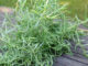 Estragon - goodstuff AlpeAdria